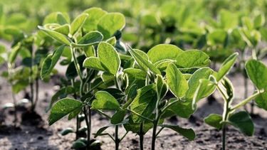 La Niña y la falta de agua retrasan la siembra de soja