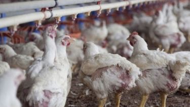 Números positivos para el negocio avícola