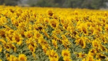 Ya se sembró el 97 por ciento de la superficie de girasol nacional