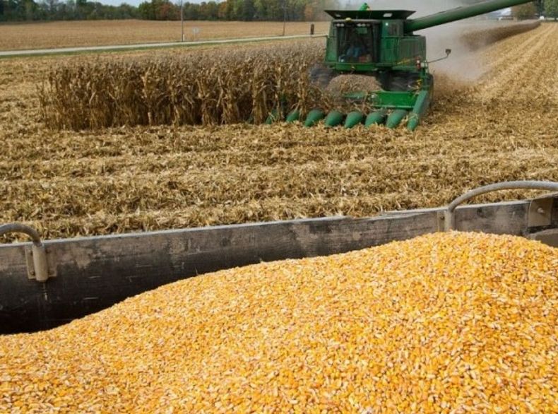 Proyectan una caída de la producción de granos para 2020