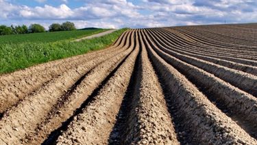 El frío y la sequía causan complicaciones a la siembra de trigo