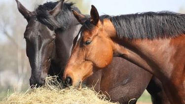 Para la exportación de caballos, el Senasa certificará su venta sólo ante el cumplimiento de las exigencias del país importador.