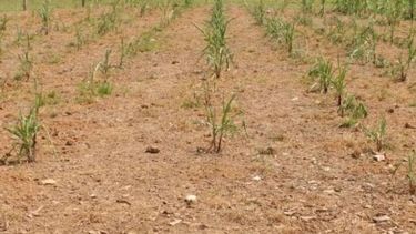 Córdoba está bajo emergencia agropecuaria por la sequía