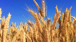 El USDA relativizó el impacto de la guerra en la producción de granos