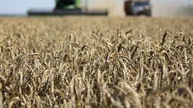 La cosecha de trigo terminó con una caída del 44%