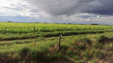 Señalan que las lluvias trajeron alivio al campo pero aún son insuficientes