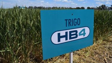 Nación aprobó el uso de tecnología para cultivar trigo resistente a la sequía