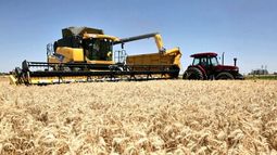El trigo logró una cosecha récord mayor a 21 millones de toneladas