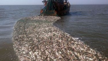 Captura máxima de la pescadilla en el Río de la Plata
