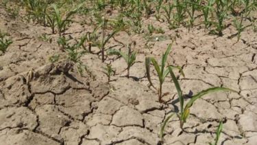 El alza de precios del agro compensará la pérdida en producción