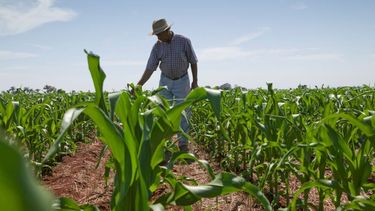Las condiciones que necesitan los productores de maíz para obtener mayores márgenes.