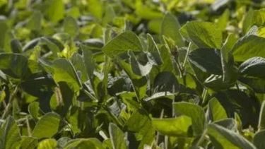 Plan Belgrano: productores norteños de soja recibieron nueva partida