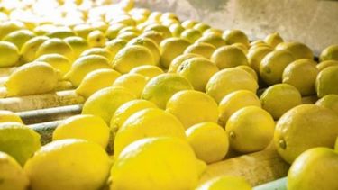 Suspendieron las exportaciones de limones a la Unión Europea
