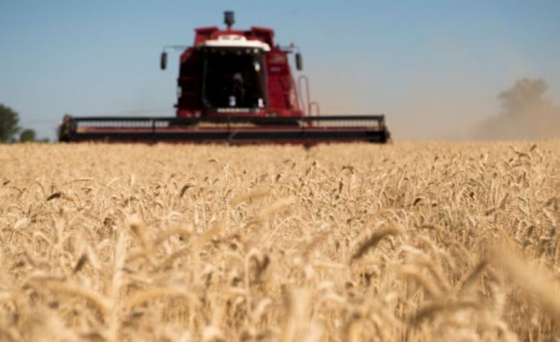 Mejoran las expectativas sobre una cosecha récord de trigo