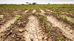 Beneficios fiscales y financieros para productores afectados por la sequía