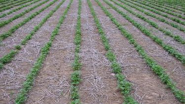 Buenas noticias respecto de la siembra de soja