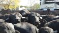 Los animales en venta.
