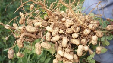 La producción de maní es una de las pocas economías regionales con números positivos.