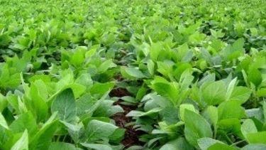 USDA elevó la estimación de la cosecha argentina de soja