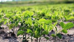 Las pérdidas serían de un 20% a 30% del rinde potencial de la soja de primera.