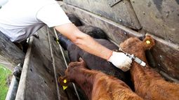 Mitigación del daño en la actividad ganadera.