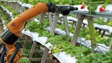 El futuro ya llegó: qué es el Internet de las Cosas y cómo se aplica en el campo