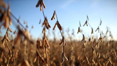 Recortan la estimación de la cosecha de soja