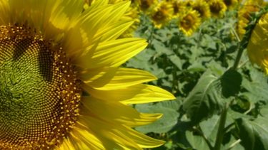 La cosecha de girasol llegó a 50 mil hectáreas