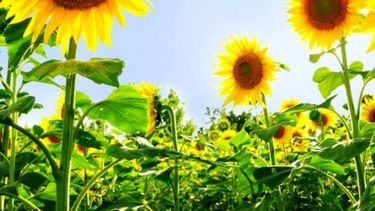 USDA cree que la cosecha de girasol llegará a 3,6 millones de toneladas