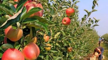 Coninagro lleva su proyecto de ley sobre economías regionales al Senado