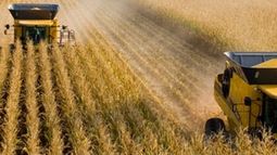 Elevaron el cálculo de producción de maíz en Estados Unidos