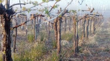 Declaran emergencia y desastre agropecuarios en distritos de Mendoza