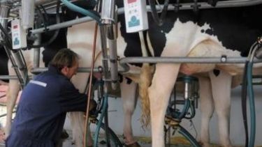 La actividad lechera sigue arrojando números negativos