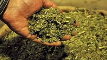 Determinaron el precio de la materia prima de yerba mate
