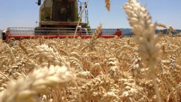 Mejora el panorama de las cosechas mundiales de maíz, trigo y arroz