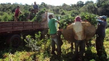 Federación Agraria destacó acuerdo logrado por yerbateros en Misiones
