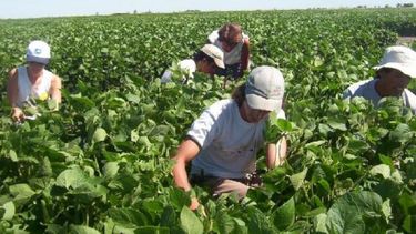 Yerbateros de Misiones suspenderán la cosecha de verano en contra del "impuestazo"