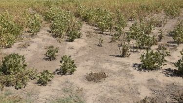 El campo cordobés también sufre por la sequía