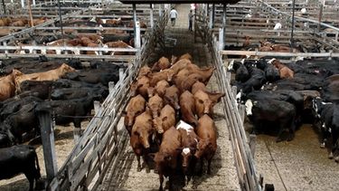 El funcionamiento del mercado local de hacienda.