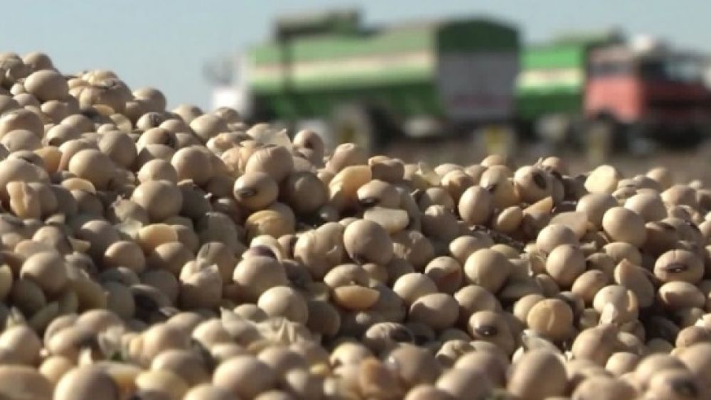 Reportan que los rindes de soja son más bajos de lo esperado