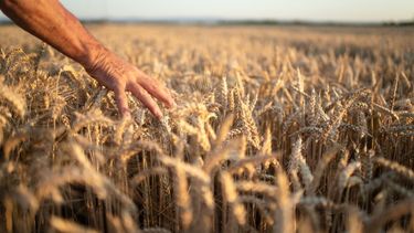 El trigo tuvo la segunda peor cosecha de los últimos ocho años.