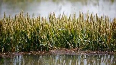 Nuevas lluvias afectan al trigo implantado en Buenos Aires y La Pampa