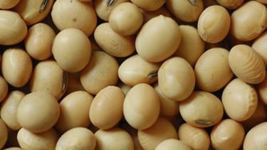 Descubren nuevas utilidades para la soja