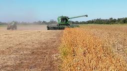 Se redujo un 46% el rendimiento de la soja en Santa Fe