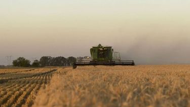 El trigo ingresó en la etapa final de la siembra
