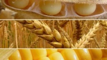 La cosecha de soja en Estados Unidos llegaría a su mayor nivel histórico