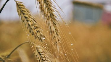 Las lluvias de la última semana mejoraron la condición hídrica del trigo