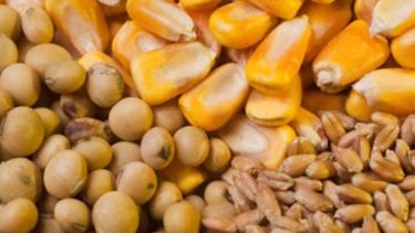 El maíz y el trigo repuntaron en Chicago