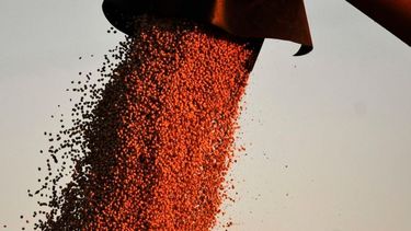 Remarcan que una mayor liquidación de divisas permitirá un alza del empleo