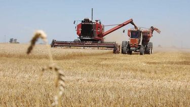 La falta de lluvias complica al trigo en zonas de Santa Fe
